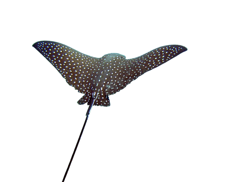 A spotted eagle ray seen from below, wings spread, gliding overhead.