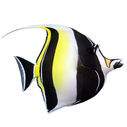 A moorish idol, bold black and yellow bands, trailing dorsal filament.