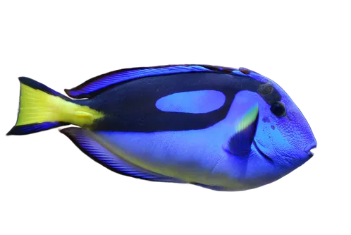 A blue tang, dark blue body with a black palette-shaped patch and a yellow tail.