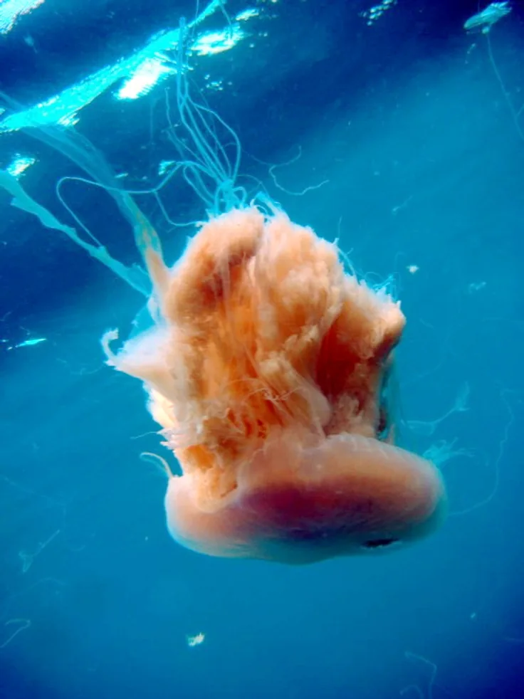 A pink meanie jellyfish adrift in blue water, pale peach oral arms trailing below a translucent bell.